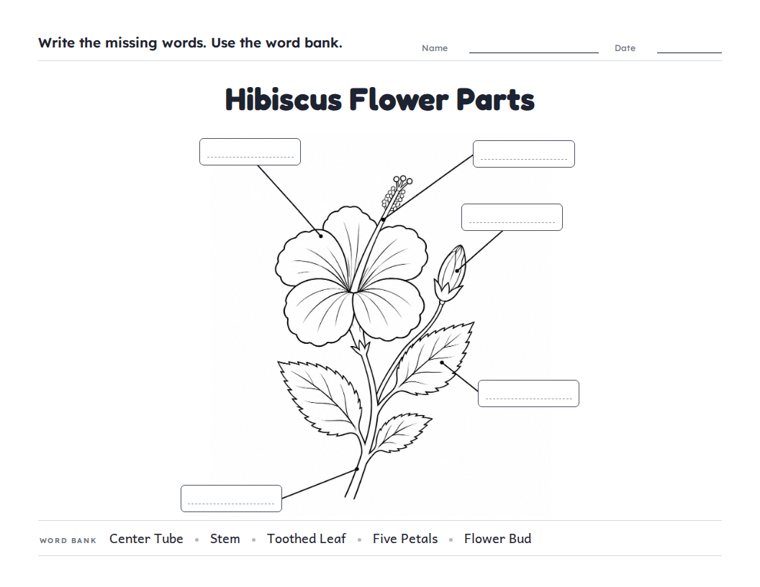 Hibiscus Flower Parts worksheet (Medium, Grades 1–2)
