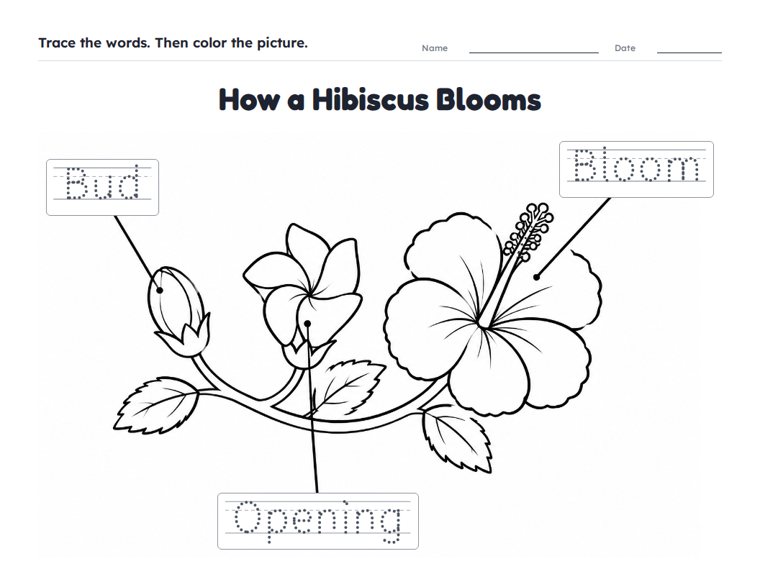How a Hibiscus Blooms worksheet (Easy, Pre-K–K)