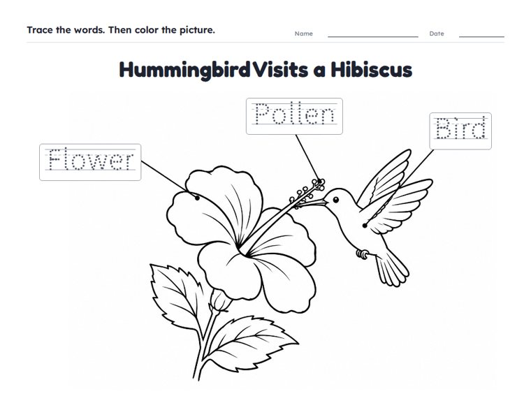 Hummingbird Visits a Hibiscus worksheet (Easy, Pre-K–K)
