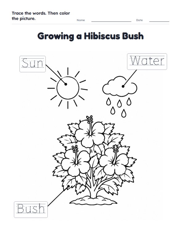 Growing a Hibiscus Bush worksheet (Easy, Pre-K–K)