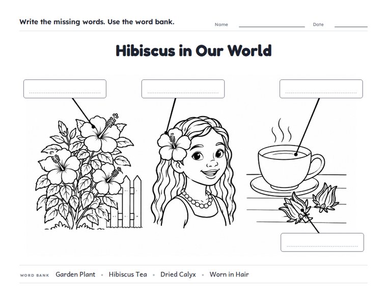 Hibiscus in Our World worksheet (Medium, Grades 1–2)