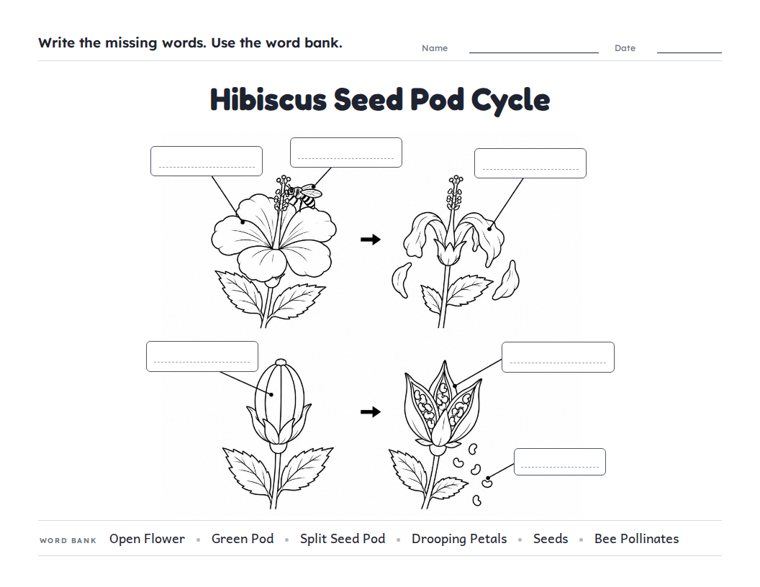 Hibiscus Seed Pod Cycle worksheet (Hard, Grades 3–4)