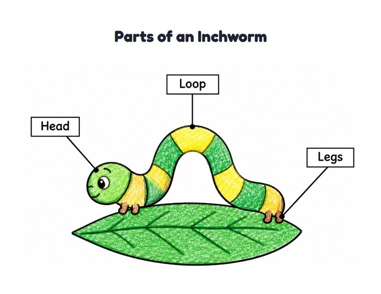 Parts of an Inchworm worksheet (Easy, Pre-K–K)
