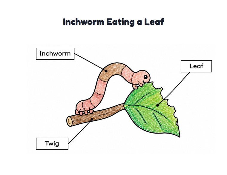 Inchworm Eating a Leaf worksheet (Easy, Pre-K–K)