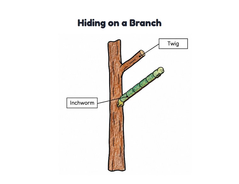 Hiding on a Branch worksheet (Easy, Pre-K–K)