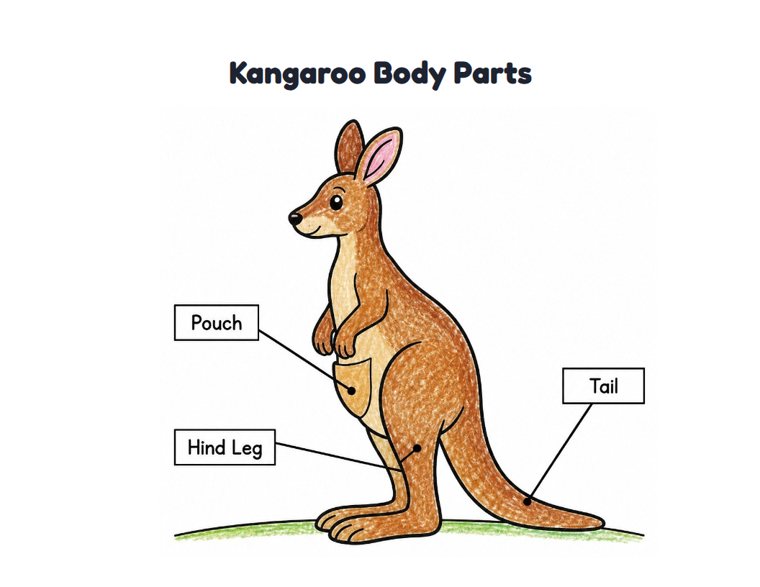Kangaroo Body Parts worksheet (Easy, Pre-K–K)