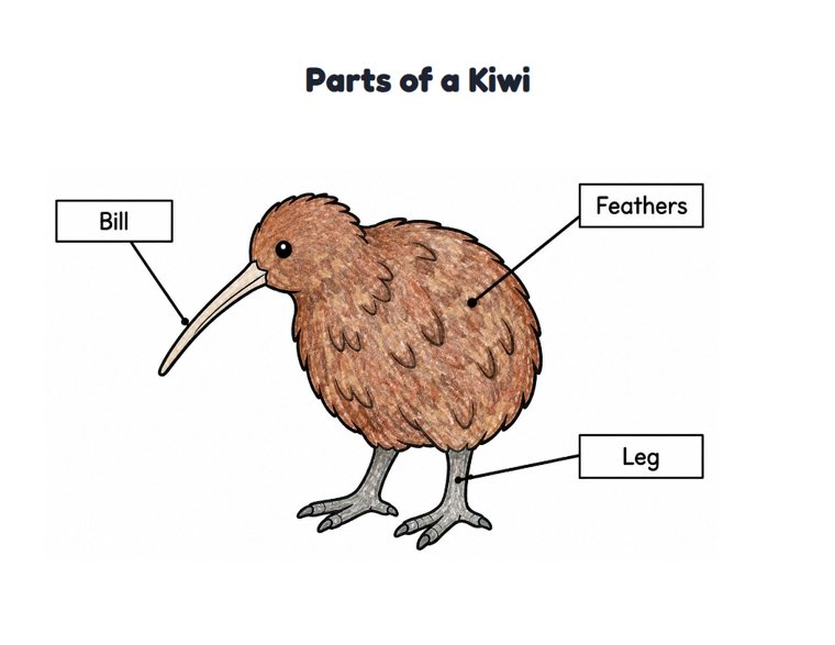Parts of a Kiwi worksheet (Easy, Pre-K–K)