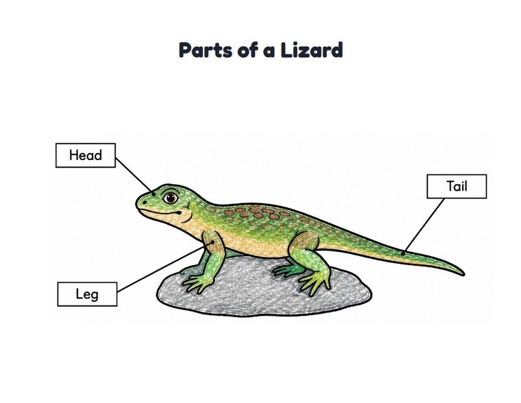 Parts of a Lizard worksheet (Easy, Pre-K–K)