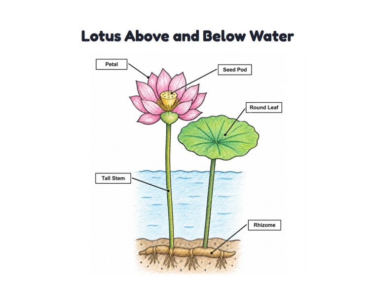 Lotus Above and Below Water worksheet (Medium, Grades 1–2)