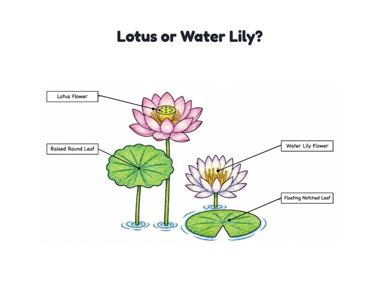 Lotus or Water Lily? worksheet (Medium, Grades 1–2)
