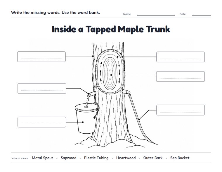 Inside a Tapped Maple Trunk worksheet (Hard, Grades 3–4)