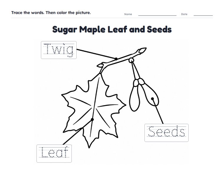 Sugar Maple Leaf and Seeds worksheet (Easy, Pre-K–K)