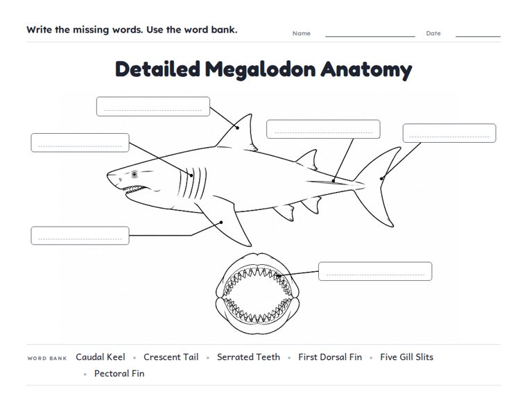 Detailed Megalodon Anatomy worksheet (Hard, Grades 3–4)