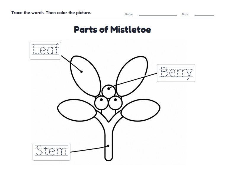 Parts of Mistletoe worksheet (Easy, Pre-K–K)
