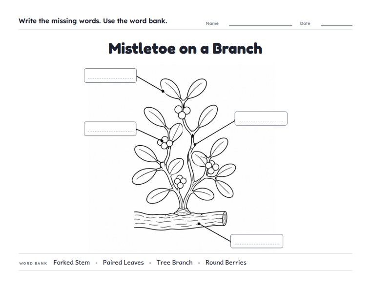 Mistletoe on a Branch worksheet (Medium, Grades 1–2)