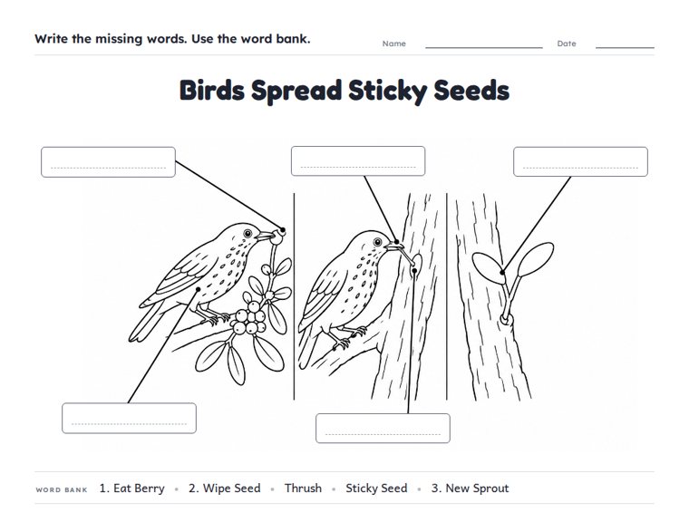 Birds Spread Sticky Seeds worksheet (Medium, Grades 1–2)