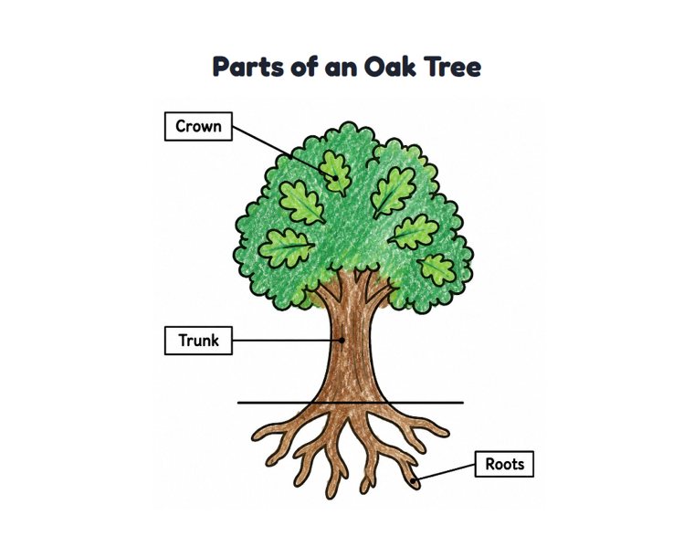 Parts of an Oak Tree worksheet (Easy, Pre-K–K)