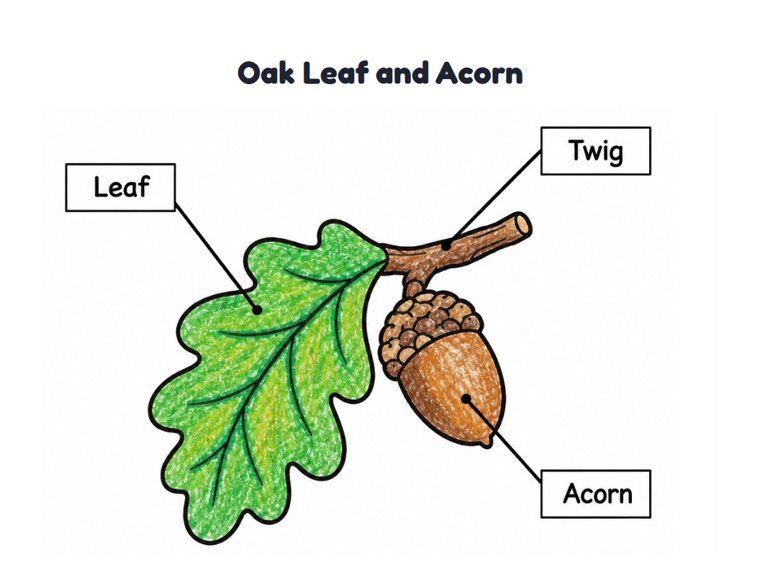 Oak Leaf and Acorn worksheet (Easy, Pre-K–K)