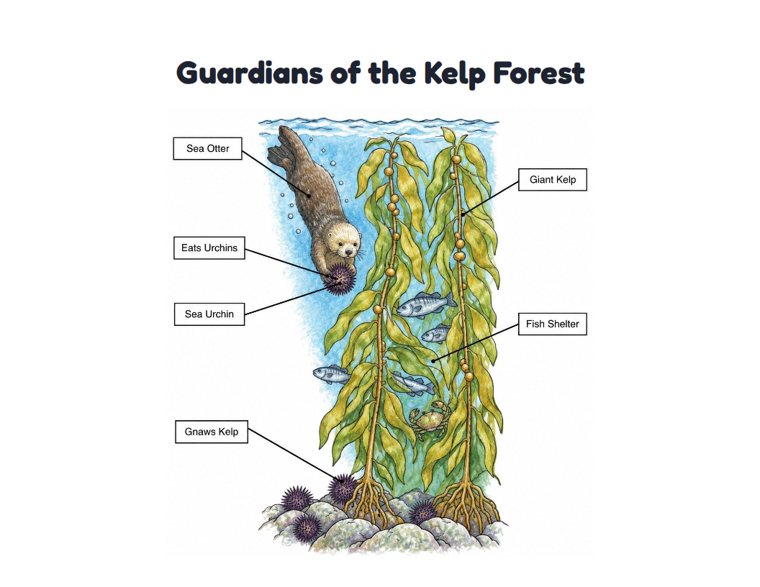 Guardians of the Kelp Forest worksheet (Hard, Grades 3–4)