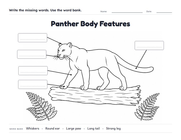 Panther Body Features worksheet (Medium, Grades 1–2)