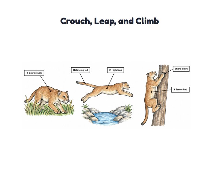 Crouch, Leap, and Climb worksheet (Medium, Grades 1–2)