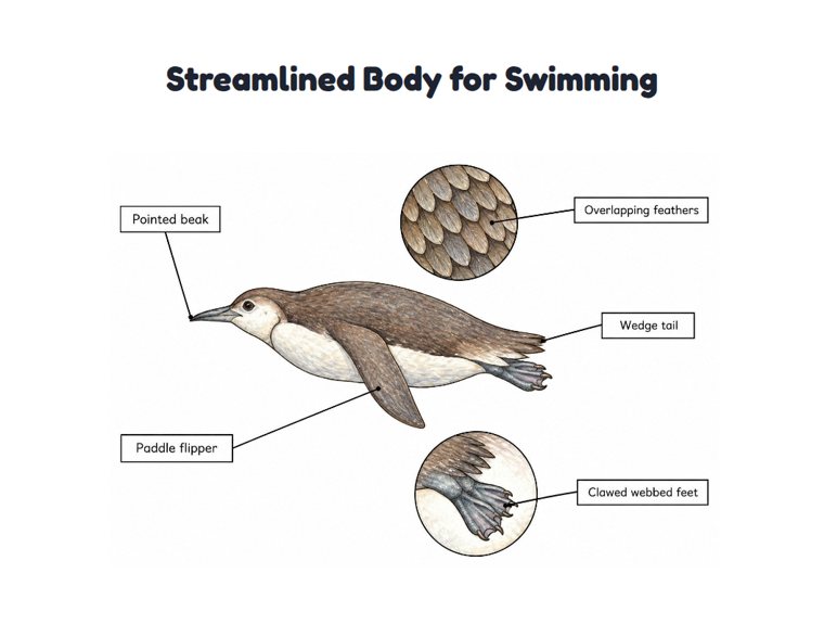 Streamlined Body for Swimming worksheet (Hard, Grades 3–4)