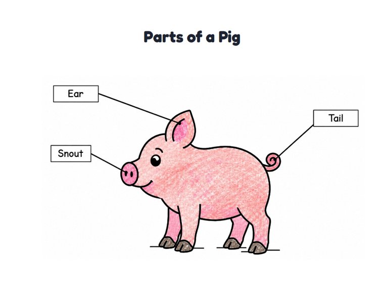 Parts of a Pig worksheet (Easy, Pre-K–K)