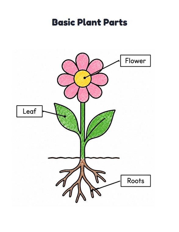 Basic Plant Parts worksheet (Easy, Pre-K–K)