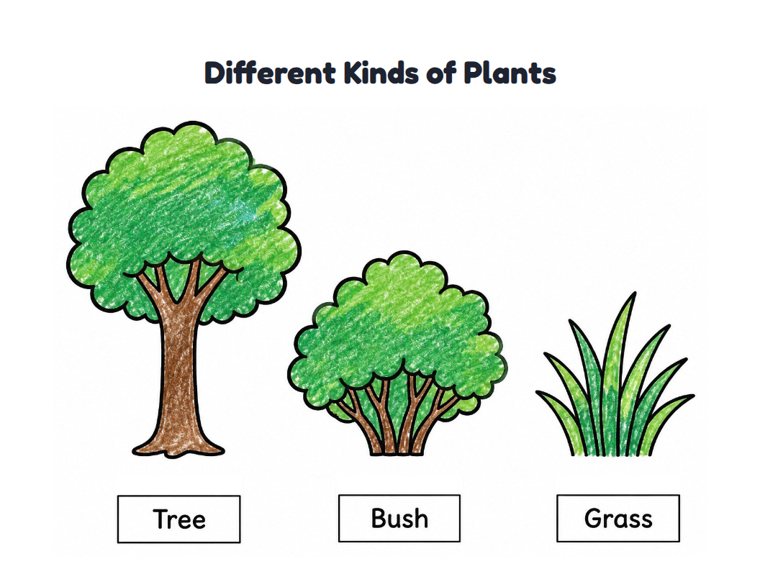 Different Kinds of Plants worksheet (Easy, Pre-K–K)