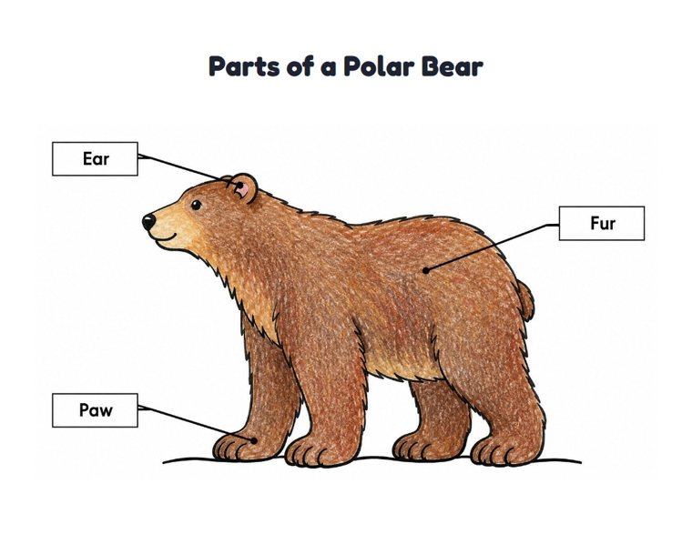 Parts of a Polar Bear worksheet (Easy, Pre-K–K)