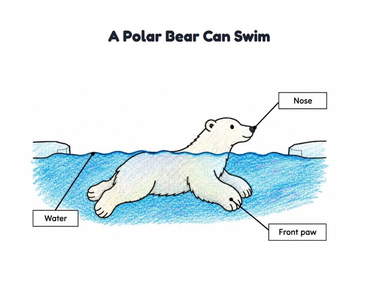 A Polar Bear Can Swim worksheet (Easy, Pre-K–K)