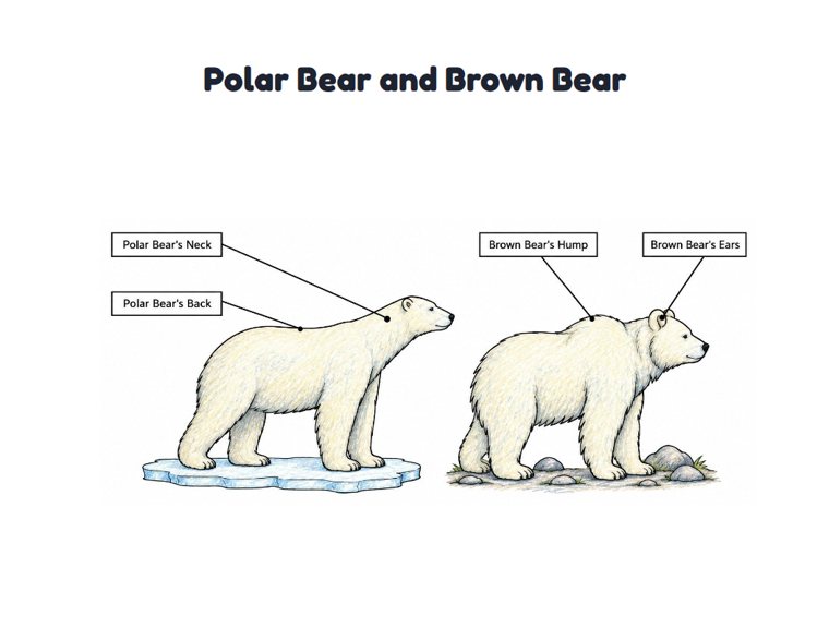 Polar Bear and Brown Bear worksheet (Medium, Grades 1–2)