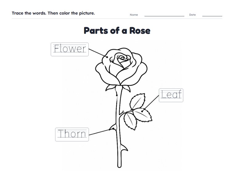 Parts of a Rose worksheet (Easy, Pre-K–K)