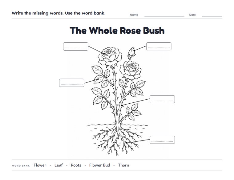 The Whole Rose Bush worksheet (Medium, Grades 1–2)