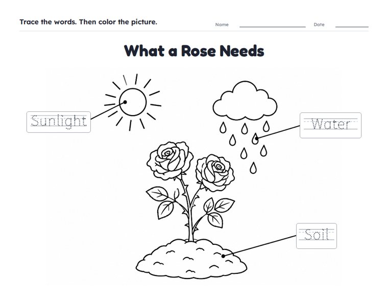 What a Rose Needs worksheet (Easy, Pre-K–K)