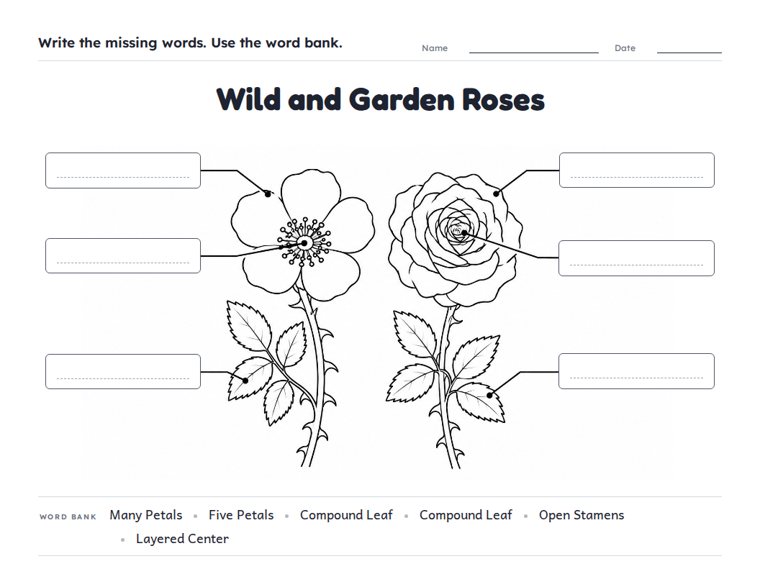 Wild and Garden Roses worksheet (Medium, Grades 1–2)