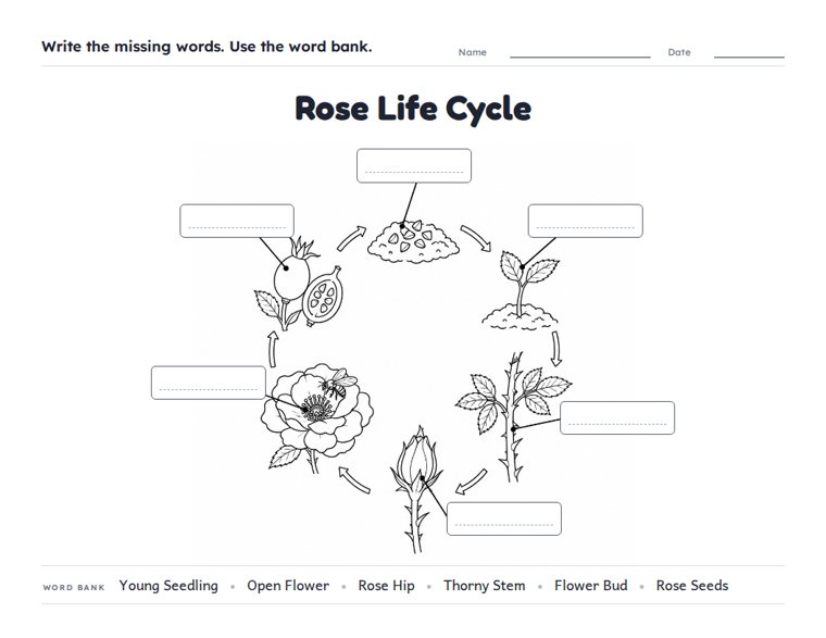 Rose Life Cycle worksheet (Hard, Grades 3–4)