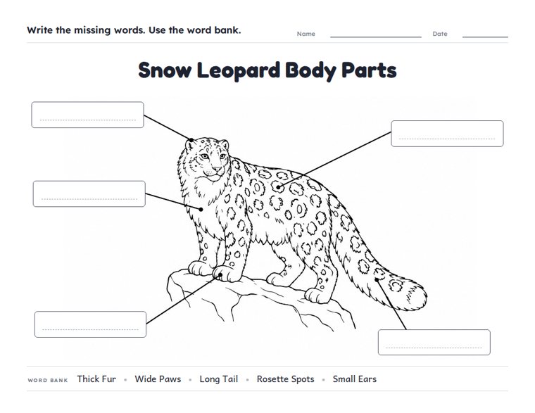 Snow Leopard Body Parts worksheet (Medium, Grades 1–2)