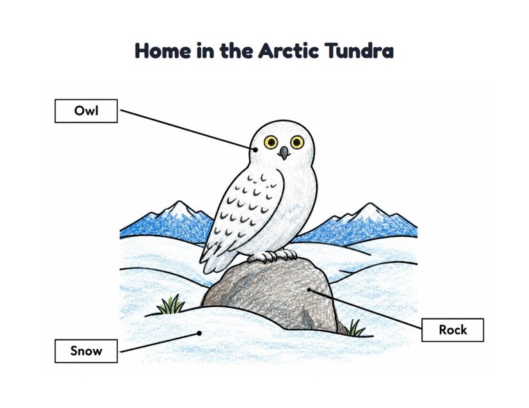 Home in the Arctic Tundra worksheet (Easy, Pre-K–K)