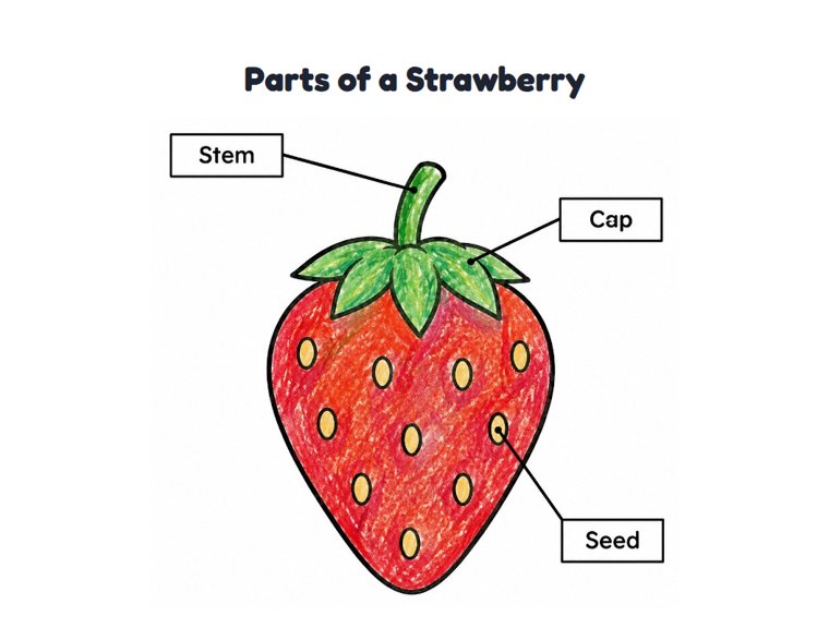 Parts of a Strawberry worksheet (Easy, Pre-K–K)