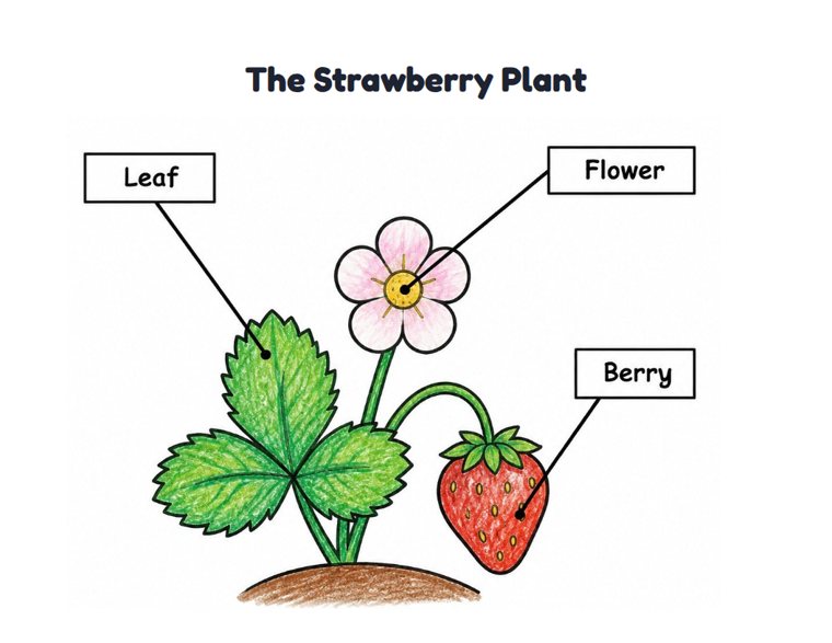 The Strawberry Plant worksheet (Easy, Pre-K–K)
