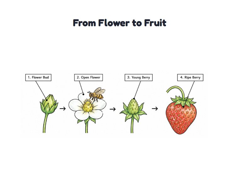 From Flower to Fruit worksheet (Medium, Grades 1–2)