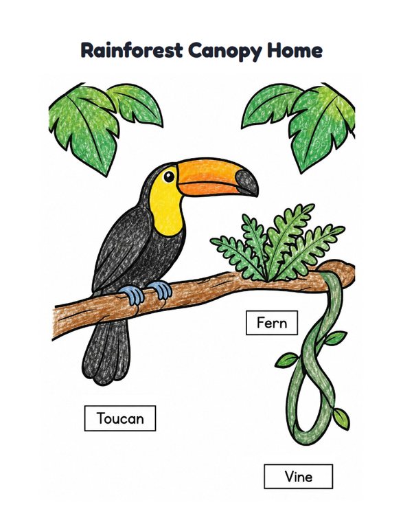 Rainforest Canopy Home worksheet (Easy, Pre-K–K)