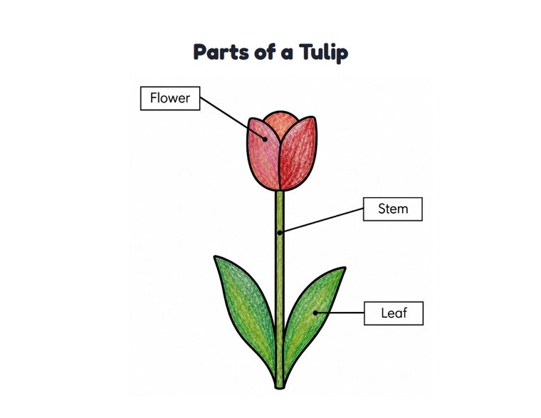 Parts of a Tulip worksheet (Easy, Pre-K–K)