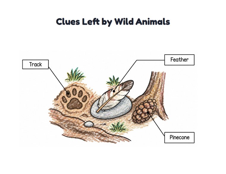 Clues Left by Wild Animals worksheet (Easy, Pre-K–K)